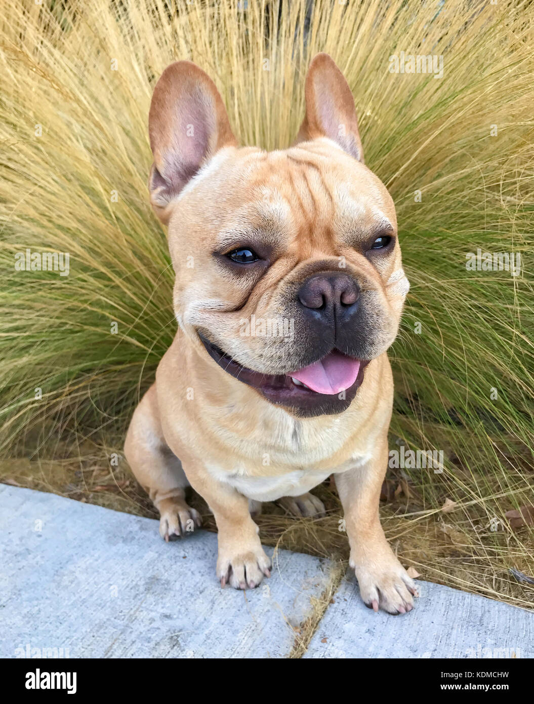 Giovani Tan bulldog francese ritratto Foto stock - Alamy