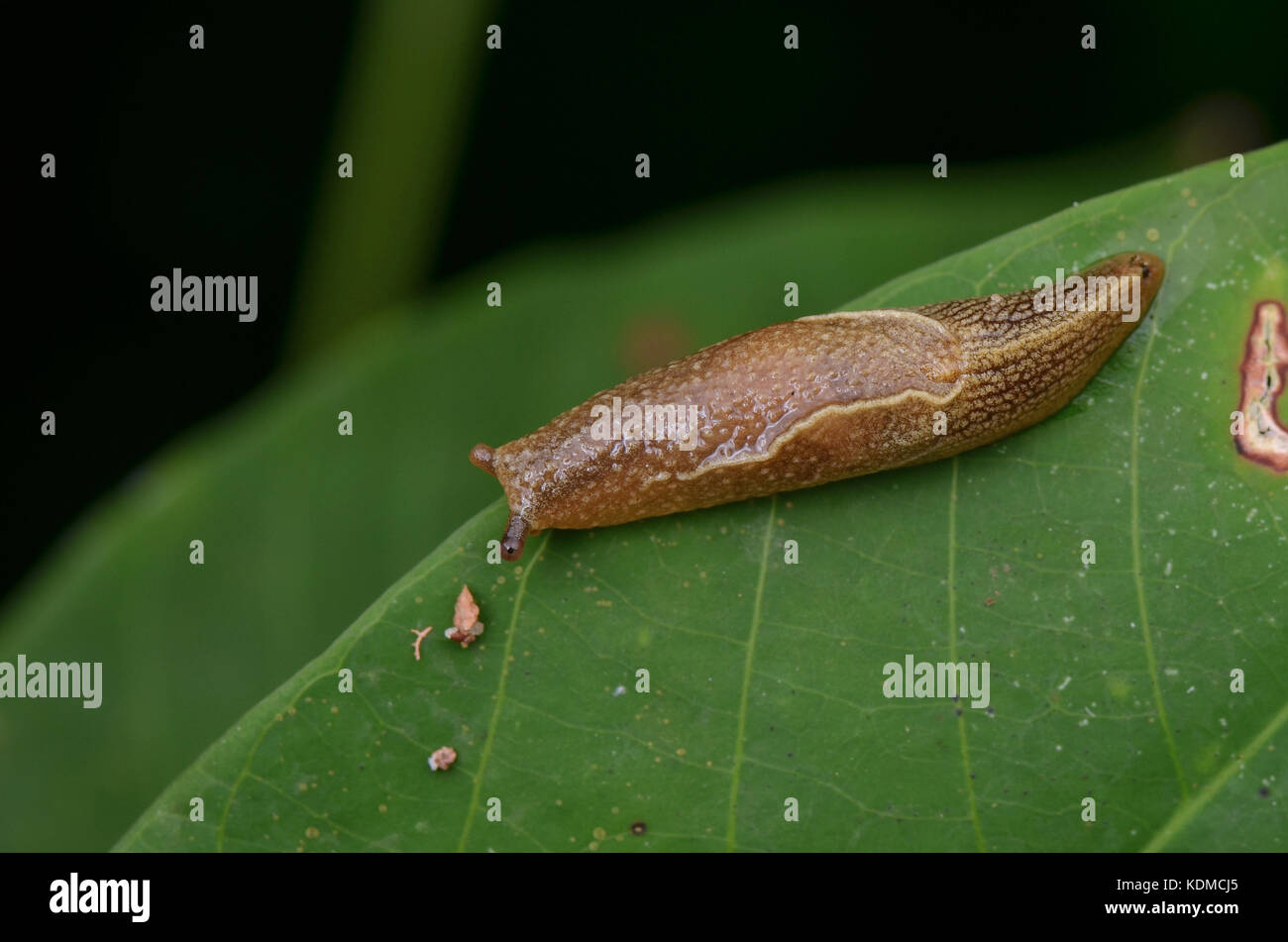 Chiudere l immagine di uno slug strisciando sulla foglia verde Foto Stock