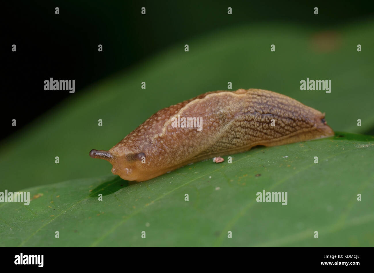 Chiudere l immagine di uno slug strisciando sulla foglia verde Foto Stock