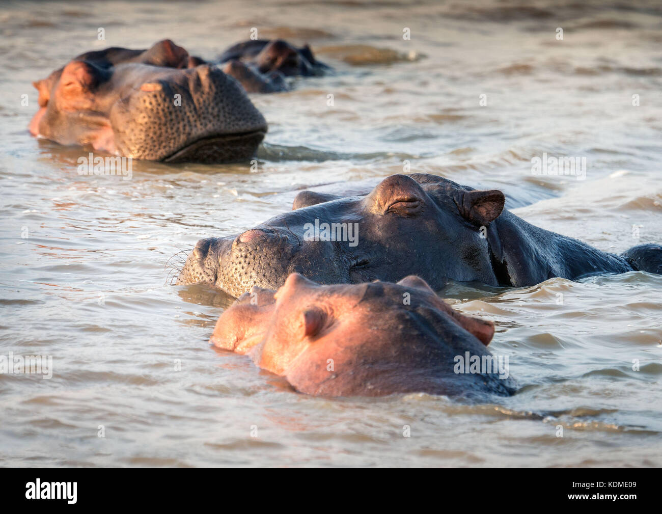 Quattro contenti gli ippopotami che dorme sul acqua al tramonto. st. Lucia, sud africa Foto Stock