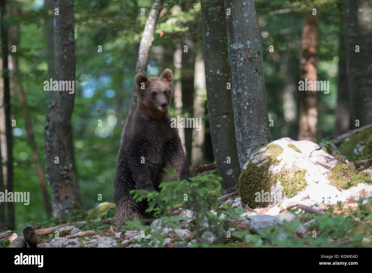 L'orso bruno (Ursus arctos), giovane animale nella foresta, notranjska, slovenia Foto Stock