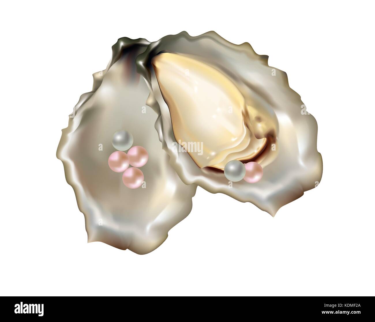 Bella oyster con shell e rosa e perle bianche Illustrazione Vettoriale