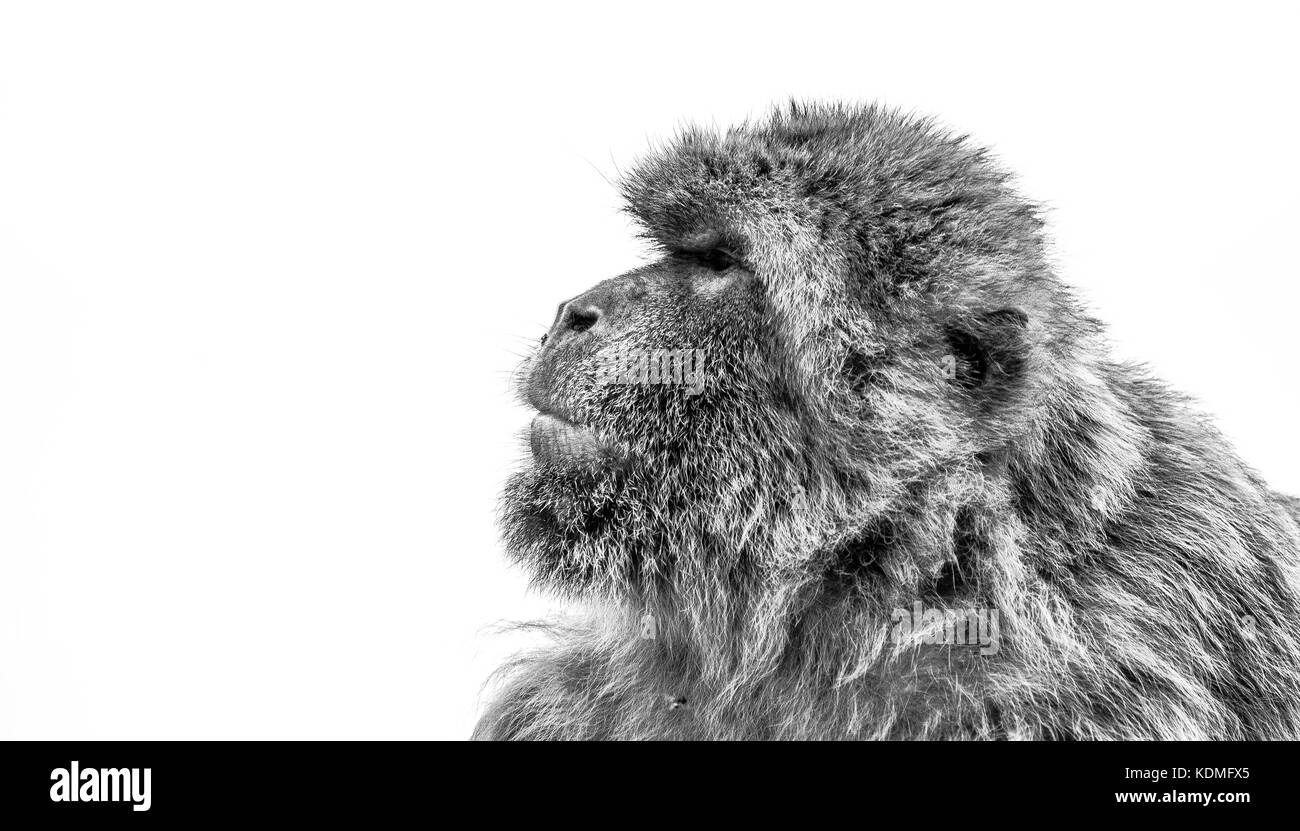 Gibilterra scimmia macaco in bianco e nero Foto Stock