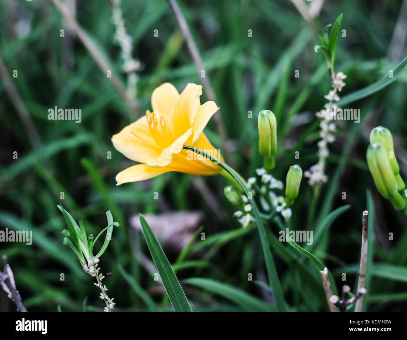 Un unico fiore giallo Foto Stock