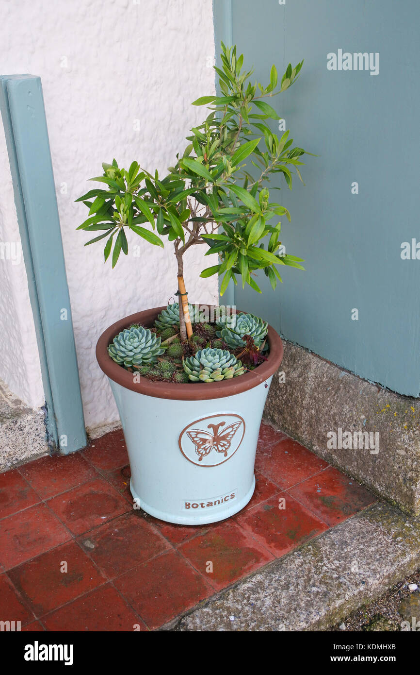 Pianta vasca - John Gollop Foto Stock