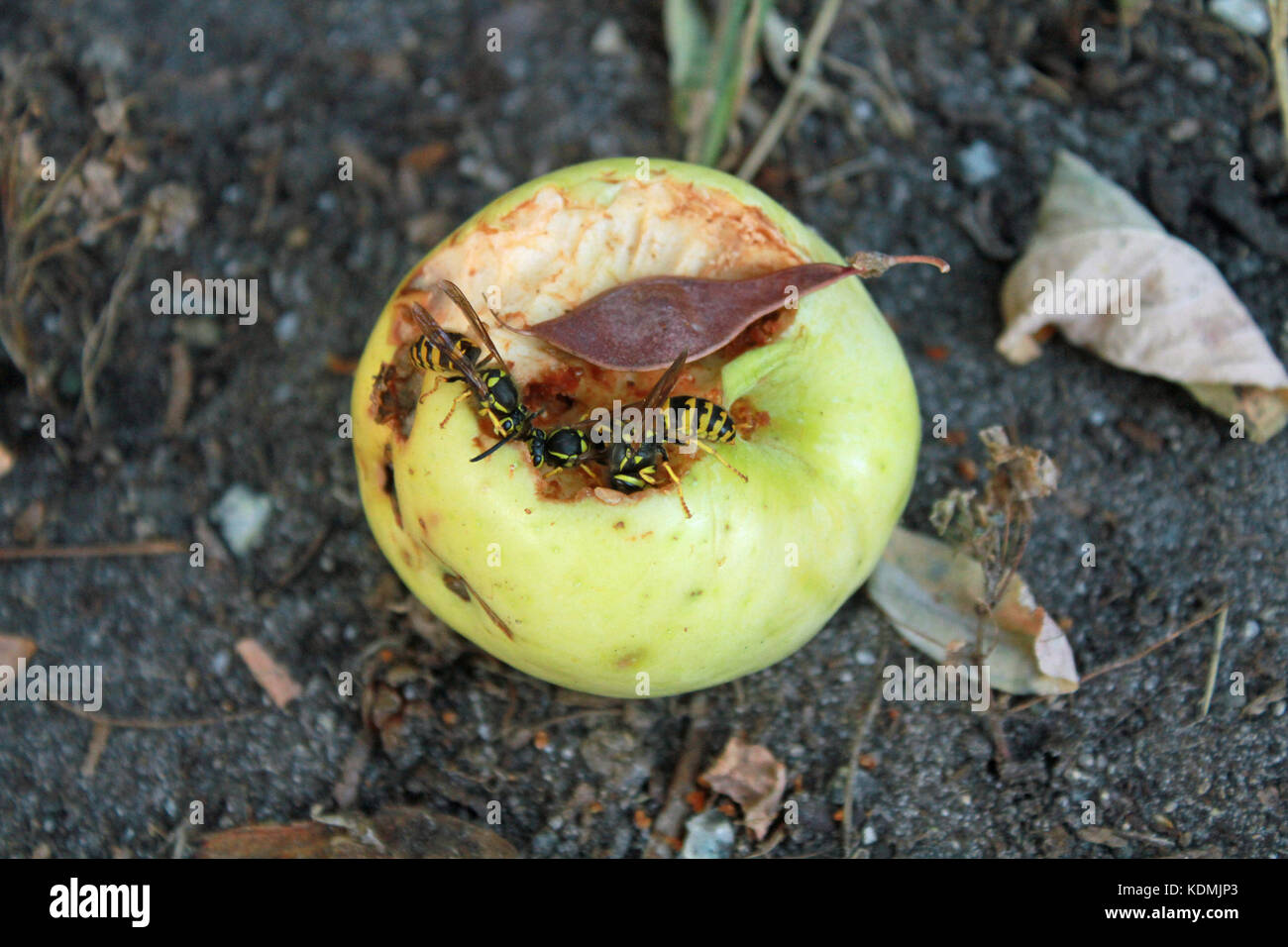 Vespe di mangiare una mela gialla Foto Stock