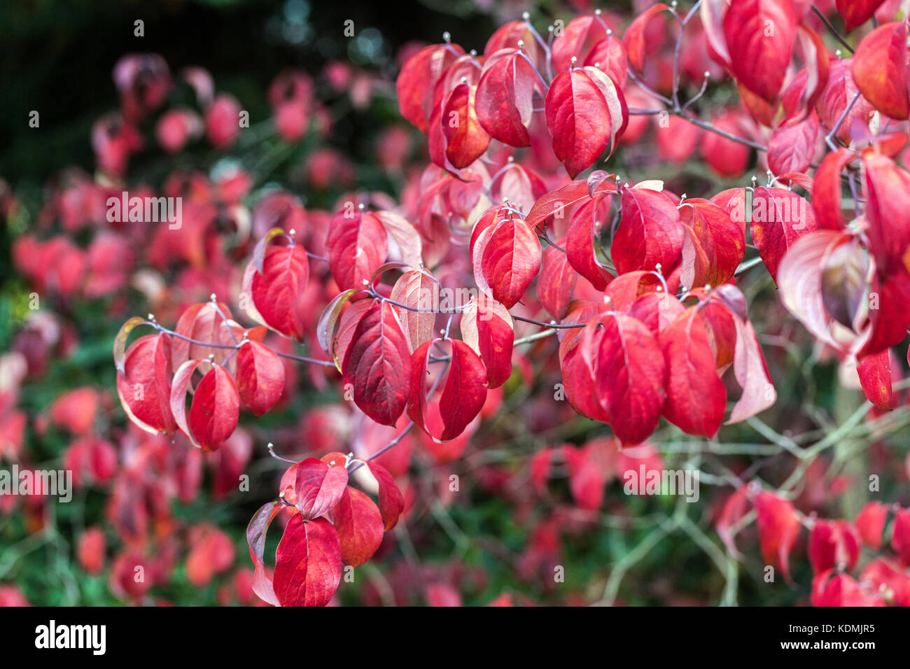Red Dogwood, Cornus florida nei colori autunnali, foglie rosse di autunno di fogliame di giardino Foto Stock