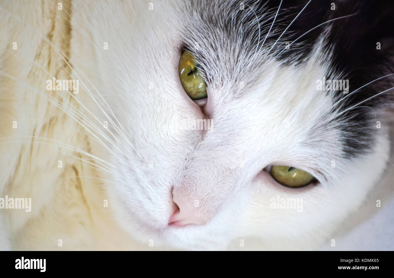 Close up di sleeping beauty White cat Foto Stock