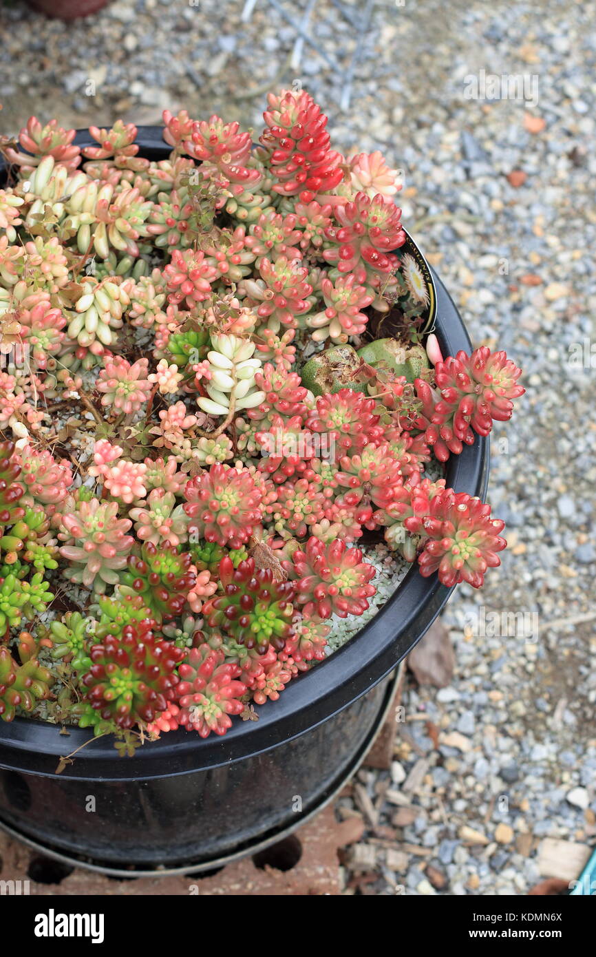 Sedum rubrotinctum o sedum rubrotinctum × o anche conosciuto come la gelatina pianta di fagiolo Foto Stock Sedum rubrotinctum o sedum rubrotinctum × o anche conosciuto come la gelatina pianta di fagiolo Foto Stock