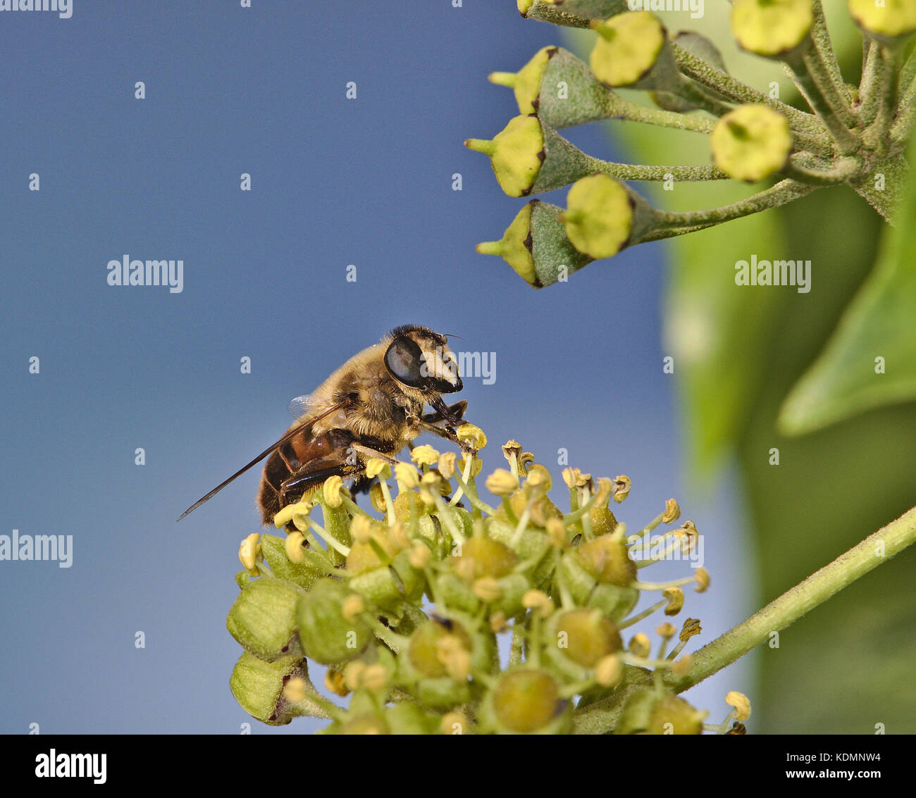 Hoverfly seduto su un fiore di edera Foto Stock