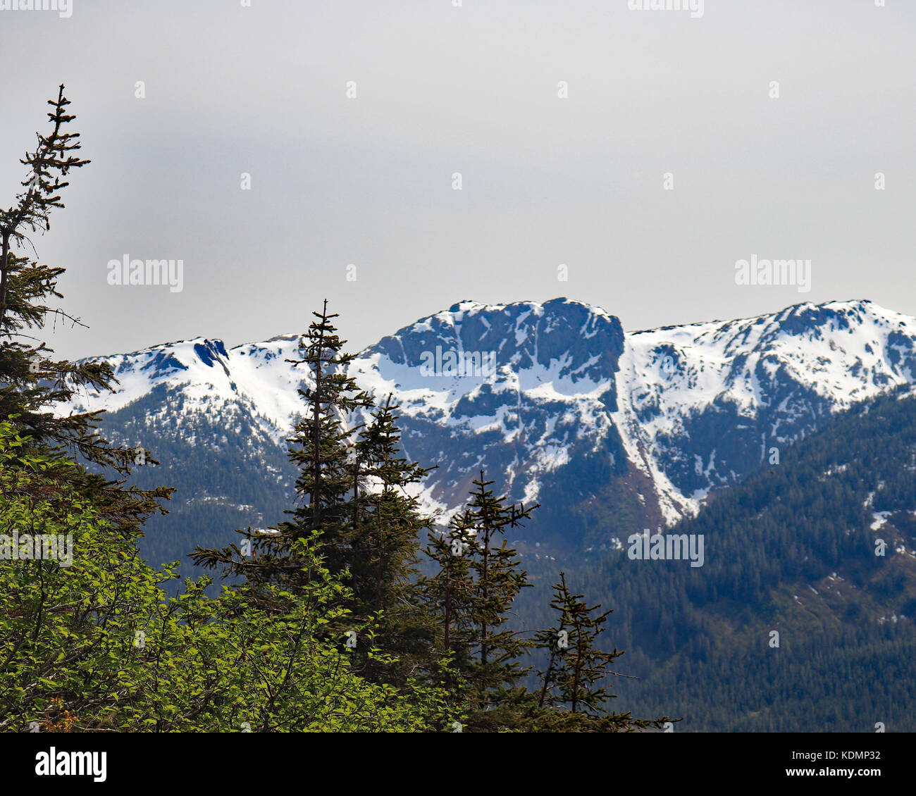 Snow capped mountain view attraverso l'abete e pini di haines, Alaska Foto Stock