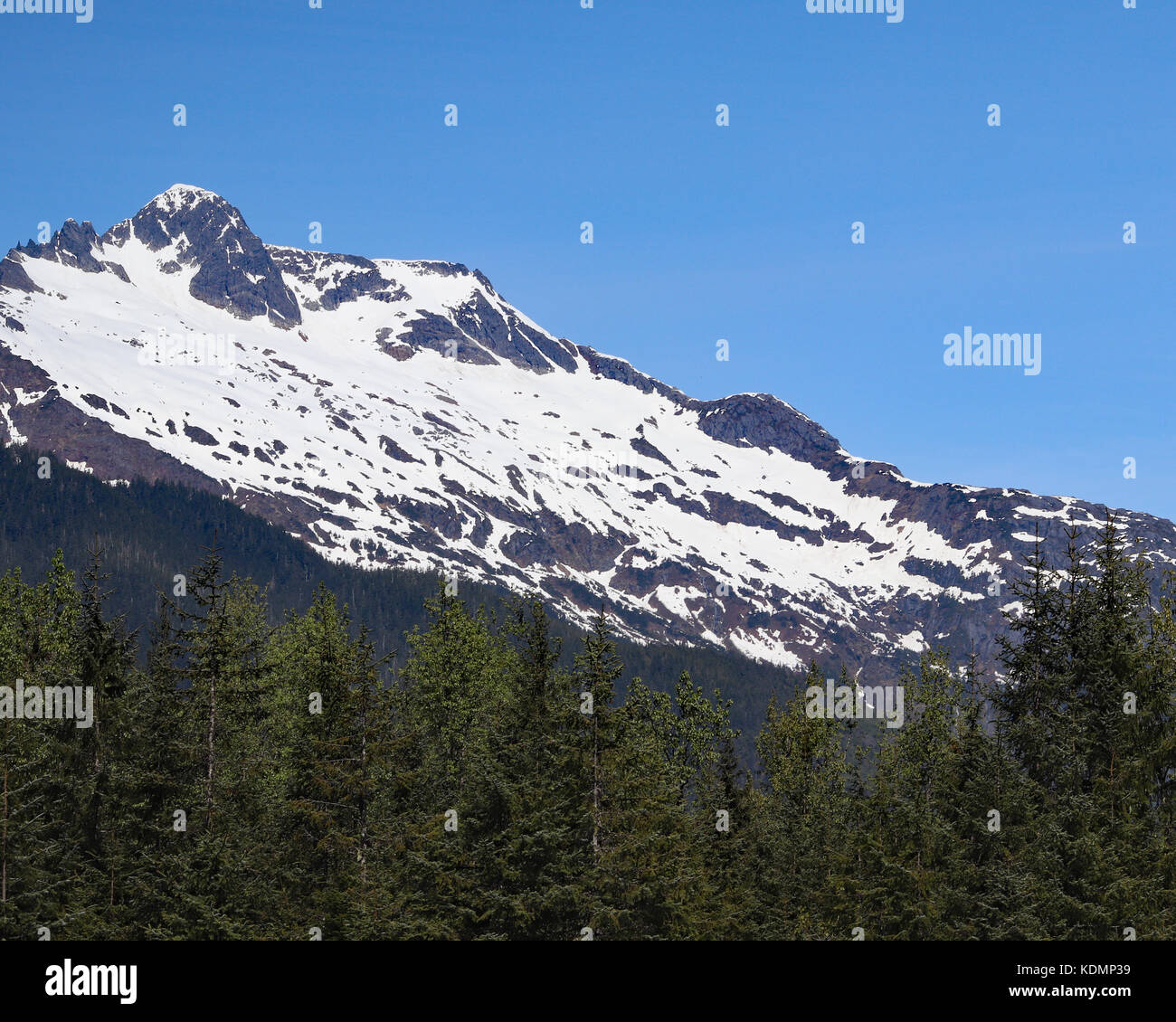 Coperta di neve montagna su torreggianti alberi di pino in Alaska preso dal takshanuk mountain trail in haines, Alaska Foto Stock