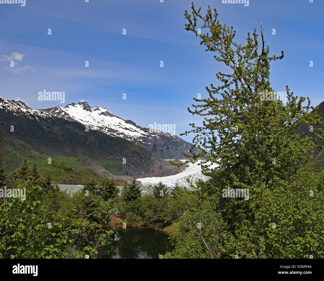 Mendenhall Glacier visto attraverso la lussureggiante vegetazione sui sentieri del ghiacciaio est loop di Juneau, in Alaska Foto Stock