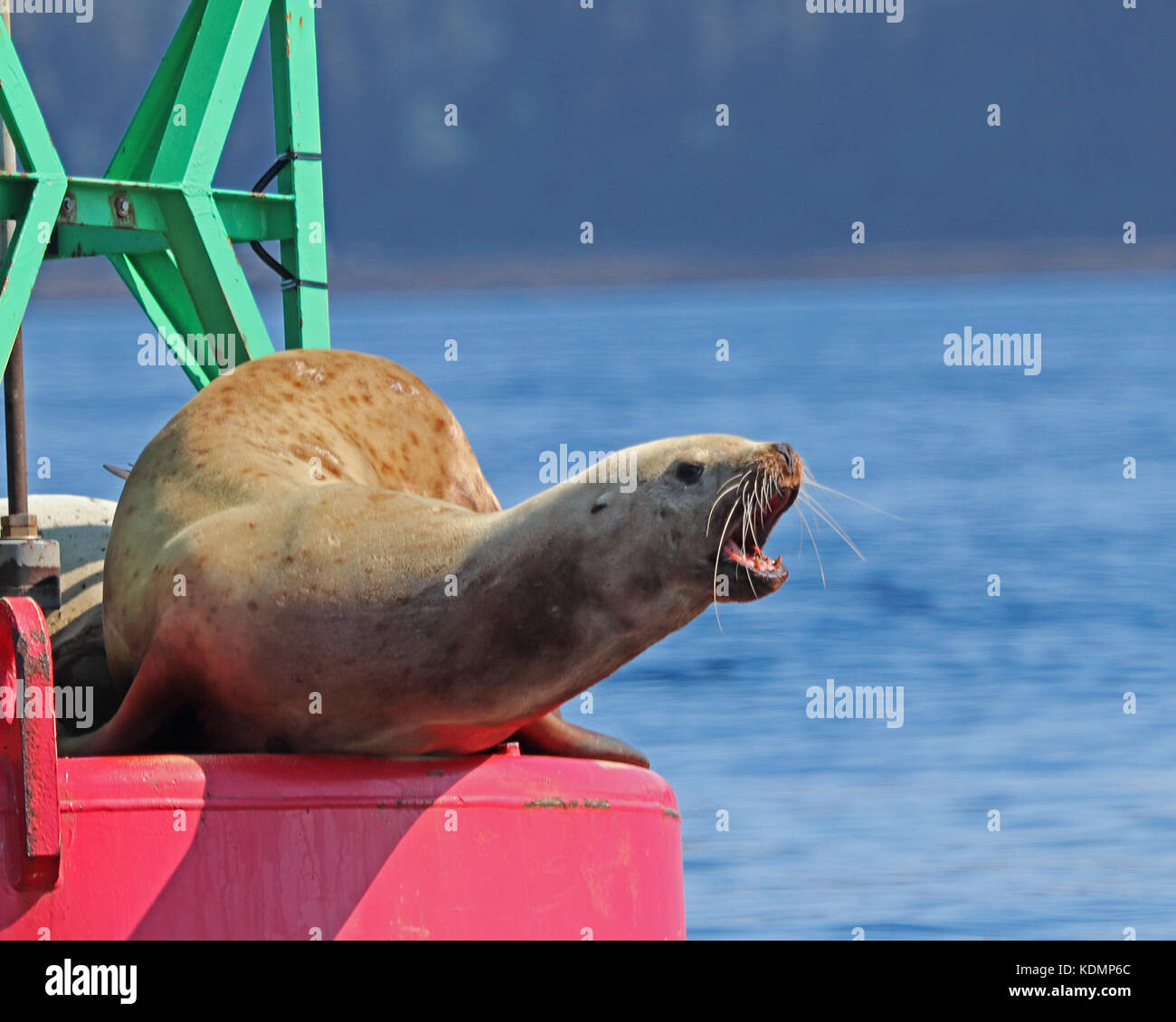Aggressivo stellar Sea Lion che dimostra che essa non ha alcuna intenzione di scendere la boa rosso Foto Stock
