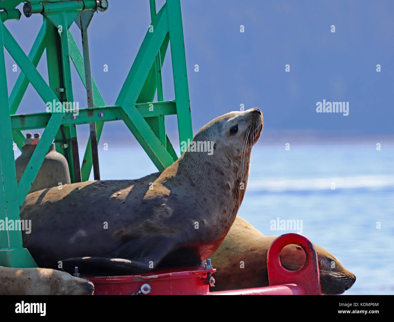 La stellar Sea Lion è una nei pressi di specie minacciate e la più grande delle foche orecchie Foto Stock