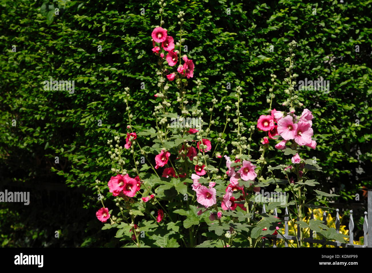 Comune stockrose hollyhock, stock menta, (alcea rosea, althaea rosea, althaea chinensis), Amburgo, Germania, Europa Foto Stock