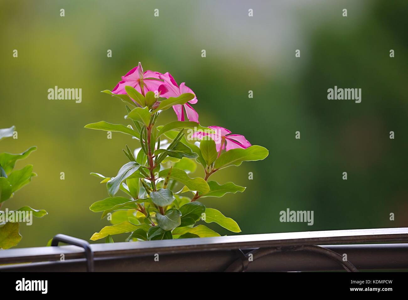 Piccolo fiore closeup Foto Stock