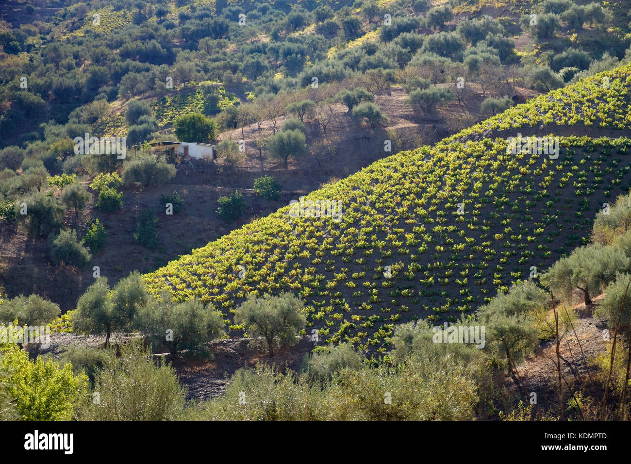 Mandorle, uva e olive crescente su una collina in Andalusia, Spagna Foto Stock