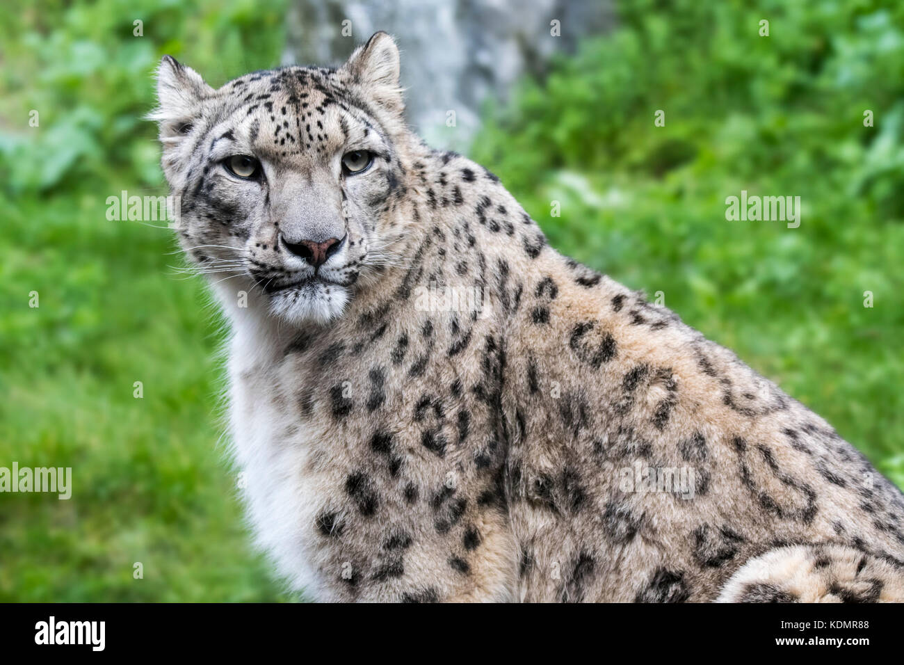 Snow Leopard / oncia (panthera uncia / uncia uncia) nativa per le gamme della montagna del centro e del sud asia Foto Stock