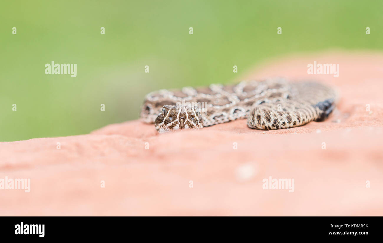 Macro di Wild Baby Prairie Rattlesnake (Crotalus viridis) su Red Rock in Colorado Foto Stock