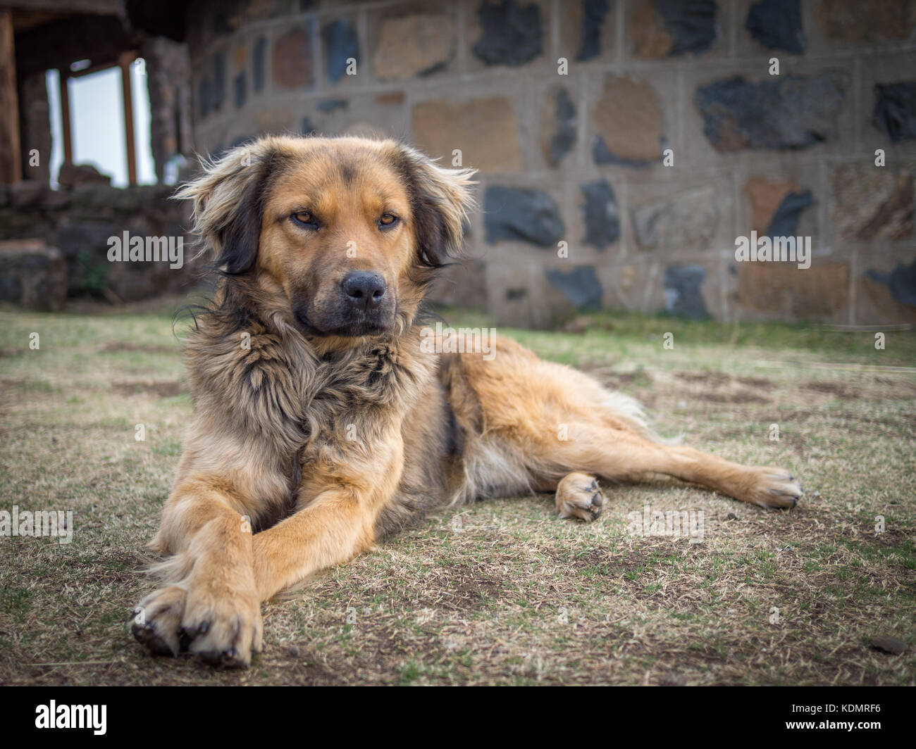 Bellissima gara di misto di posa del cane sul prato di fronte all edificio in pietra nelle montagne del Lesotho, Sud Africa Foto Stock