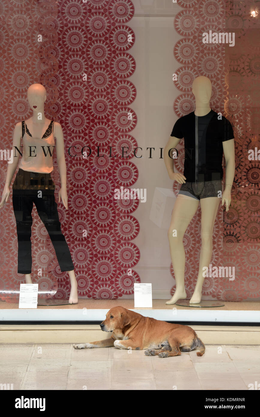 Un cane randagio disteso al di fuori di un designer negozio di abbigliamento in Kerkira, Corfù, Grecia. rilassante cani e muts in contrasto con elegante negozio di abbigliamento. Foto Stock