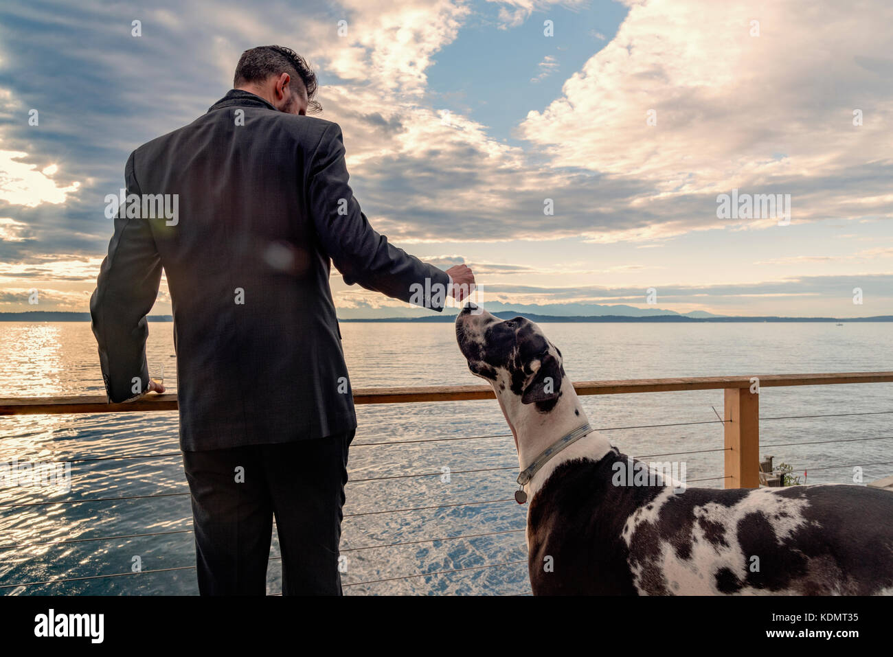 Vista posteriore del professional facoltoso uomo in tuta azienda bere con grande razza harlequin Great Dane lo sniffing del cane mano al tramonto sul mare su di un balcone. Foto Stock