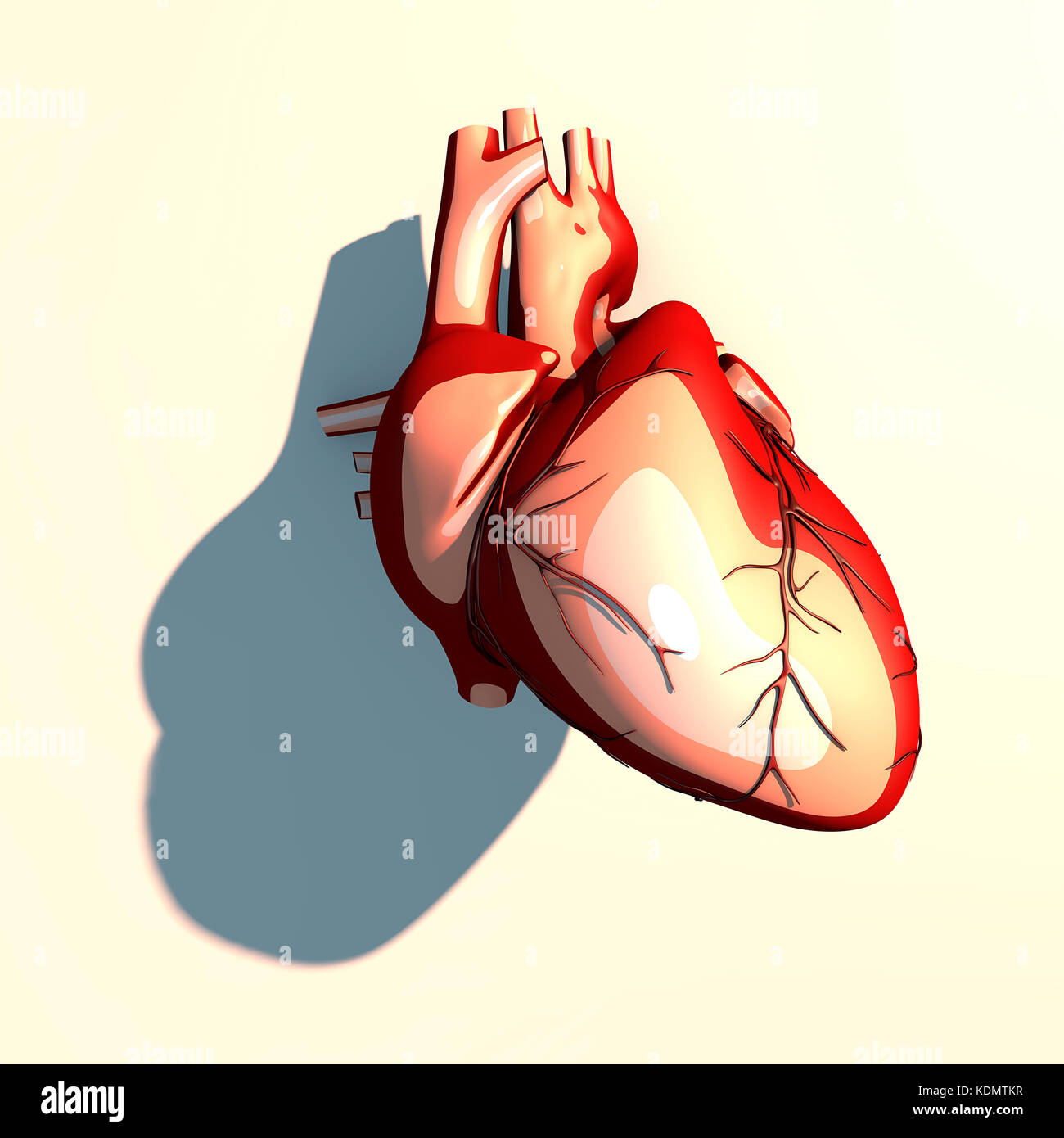 Il cuore è un organo muscolare, che pompa il sangue attraverso i vasi sanguigni del sistema circolatorio, lunga ombra, rendering 3d. Foto Stock