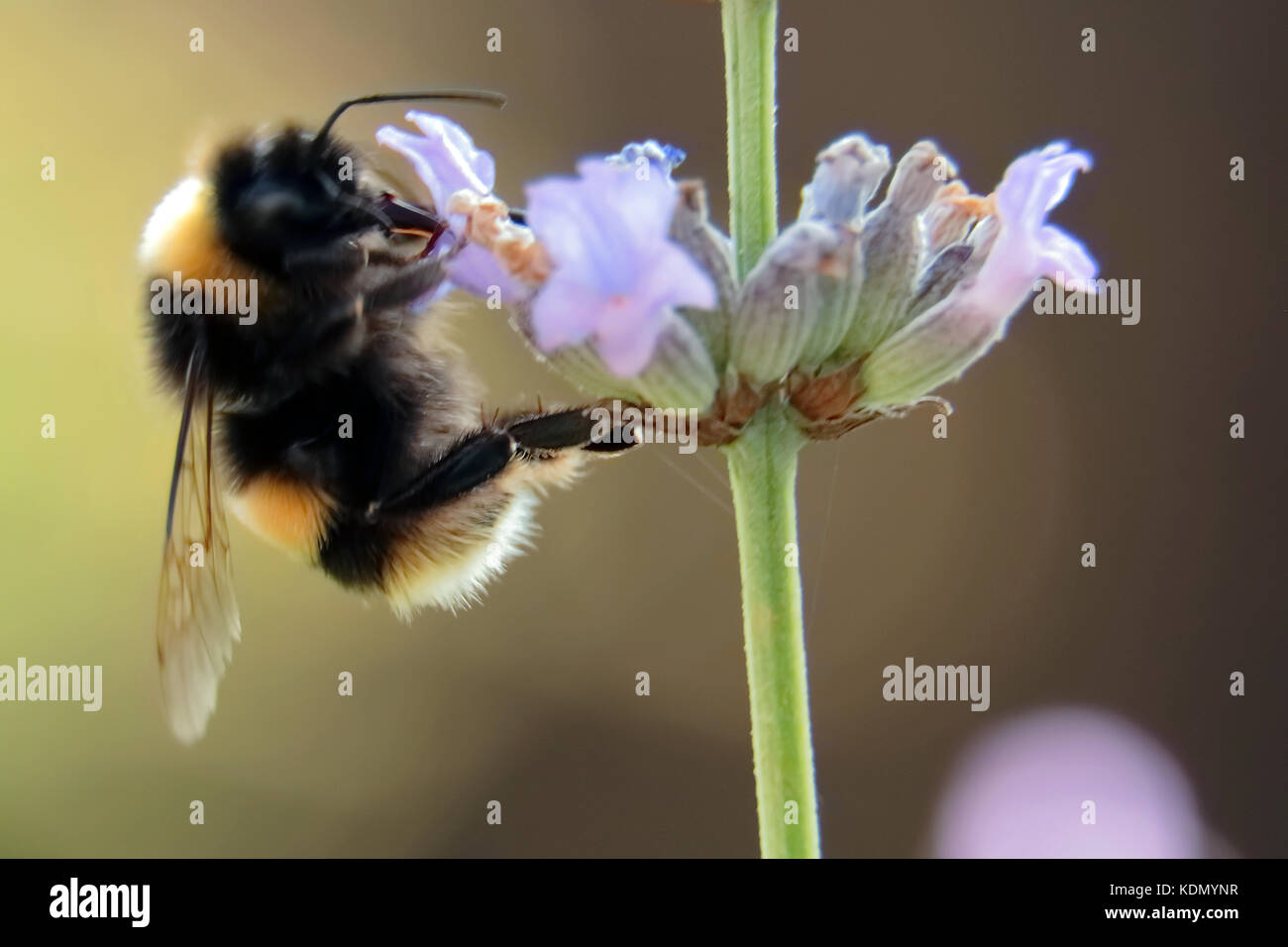 Un Bumble Bee alimentazione su lavanda Foto Stock