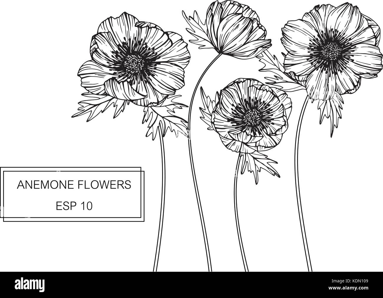 Fiore di Anemone disegno illustrativo. In bianco e nero con la linea tecnica. Illustrazione Vettoriale