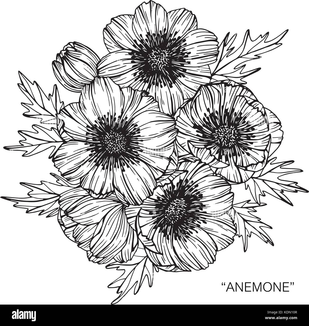 Fiore di Anemone disegno illustrativo. In bianco e nero con la linea tecnica. Illustrazione Vettoriale