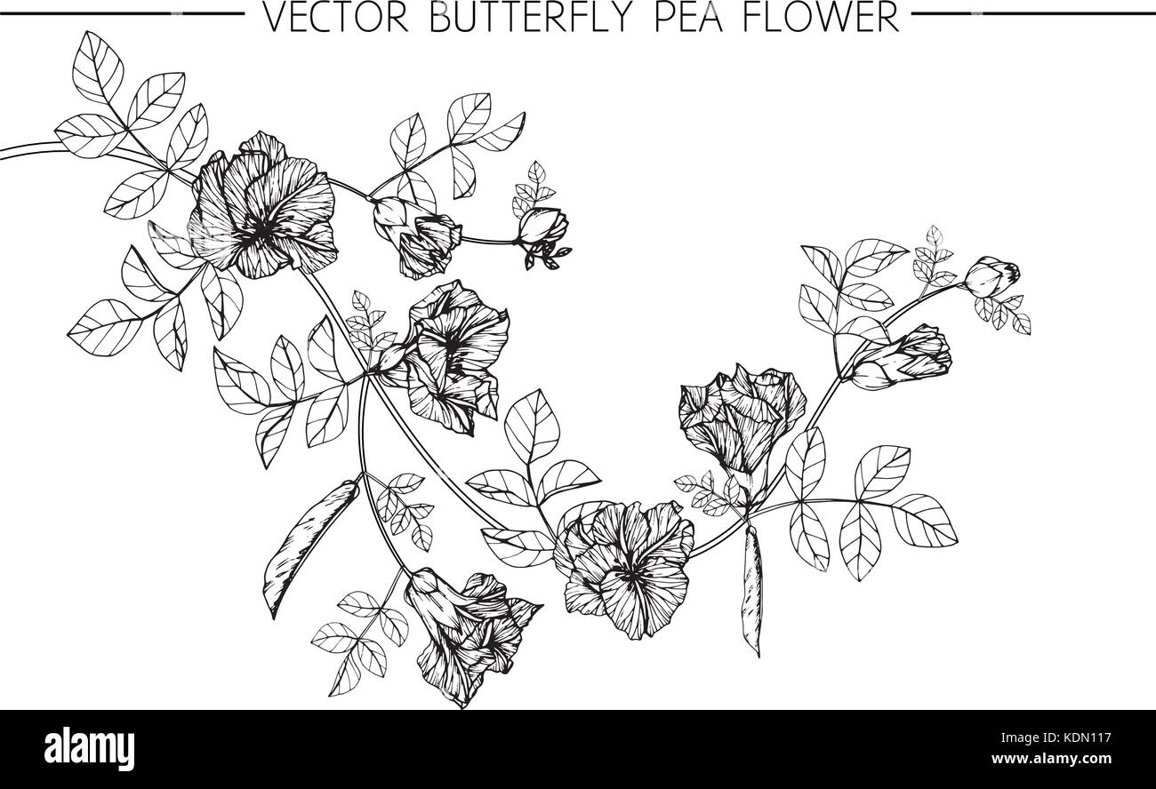 Butterfly pea disegno fiore illustrazione. In bianco e nero con la linea tecnica. Illustrazione Vettoriale