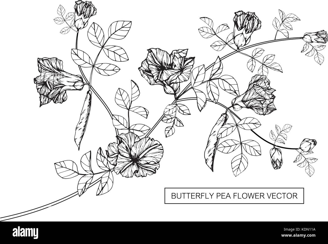 Butterfly pea disegno fiore illustrazione. In bianco e nero con la linea tecnica. Illustrazione Vettoriale