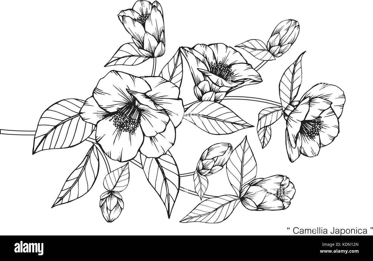 Camellia japonica flower disegno illustrativo. In bianco e nero con la linea tecnica. Illustrazione Vettoriale