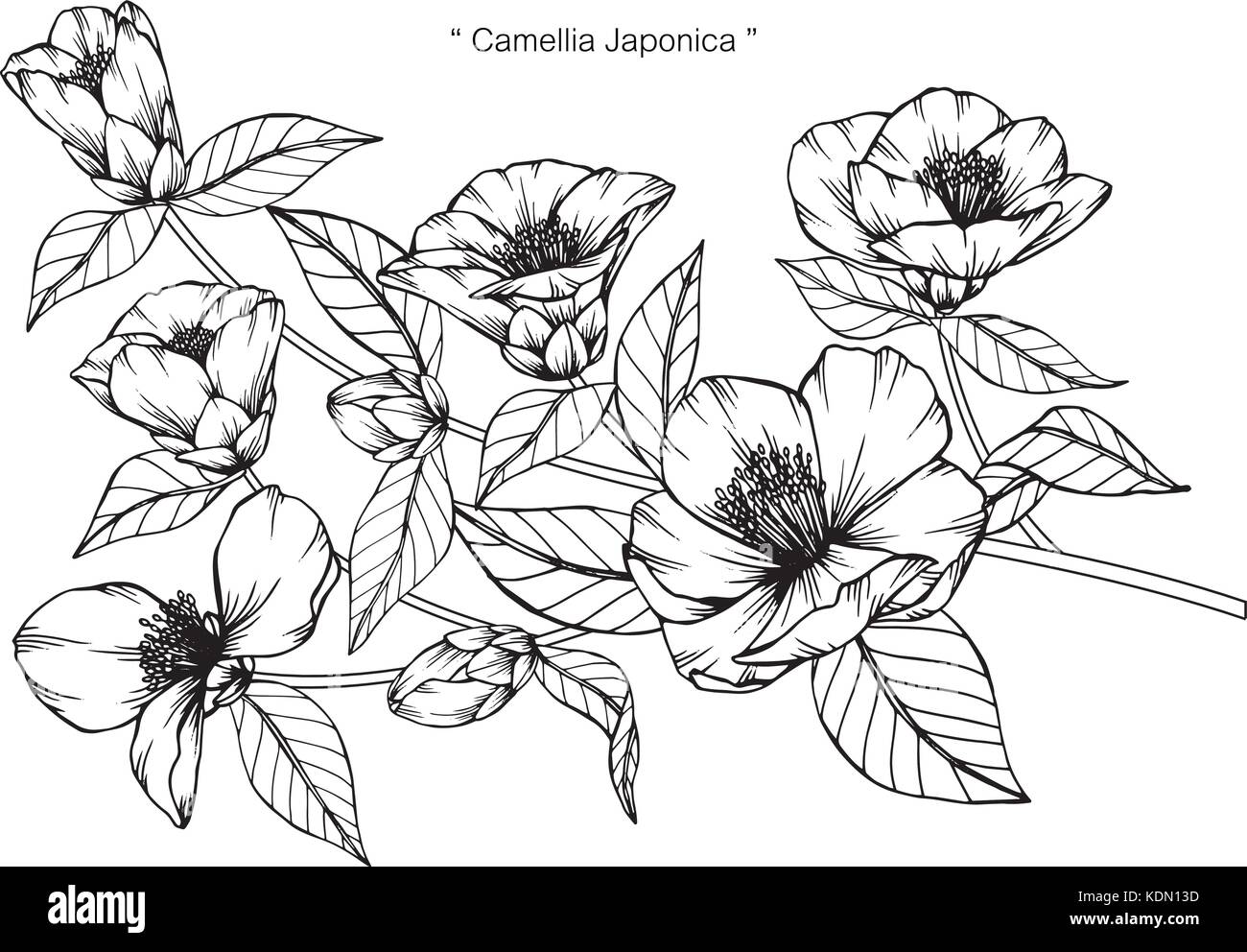 Camellia japonica flower disegno illustrativo. In bianco e nero con la linea tecnica. Illustrazione Vettoriale