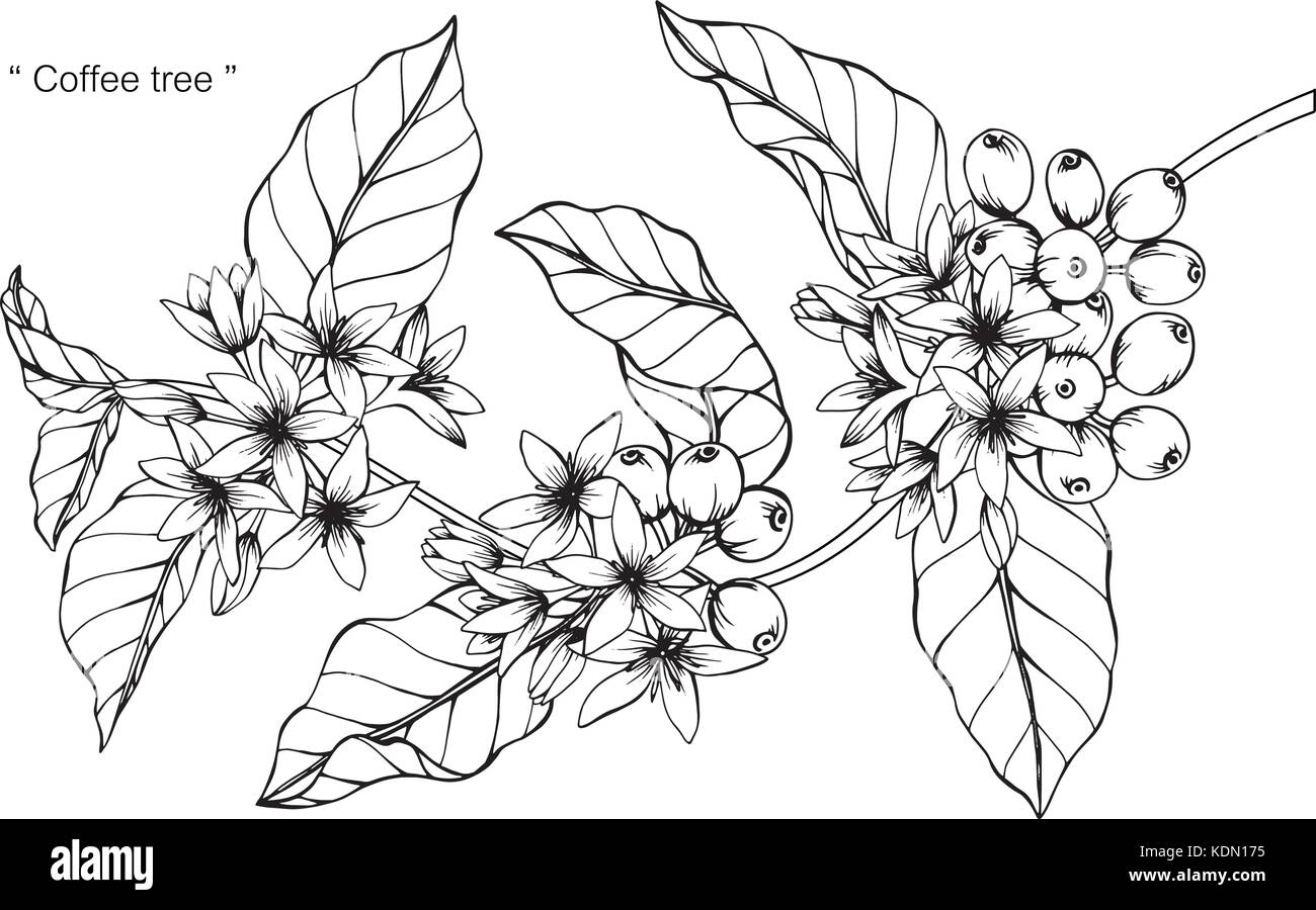Coffee Tree disegno illustrativo. In bianco e nero con la linea tecnica. Illustrazione Vettoriale