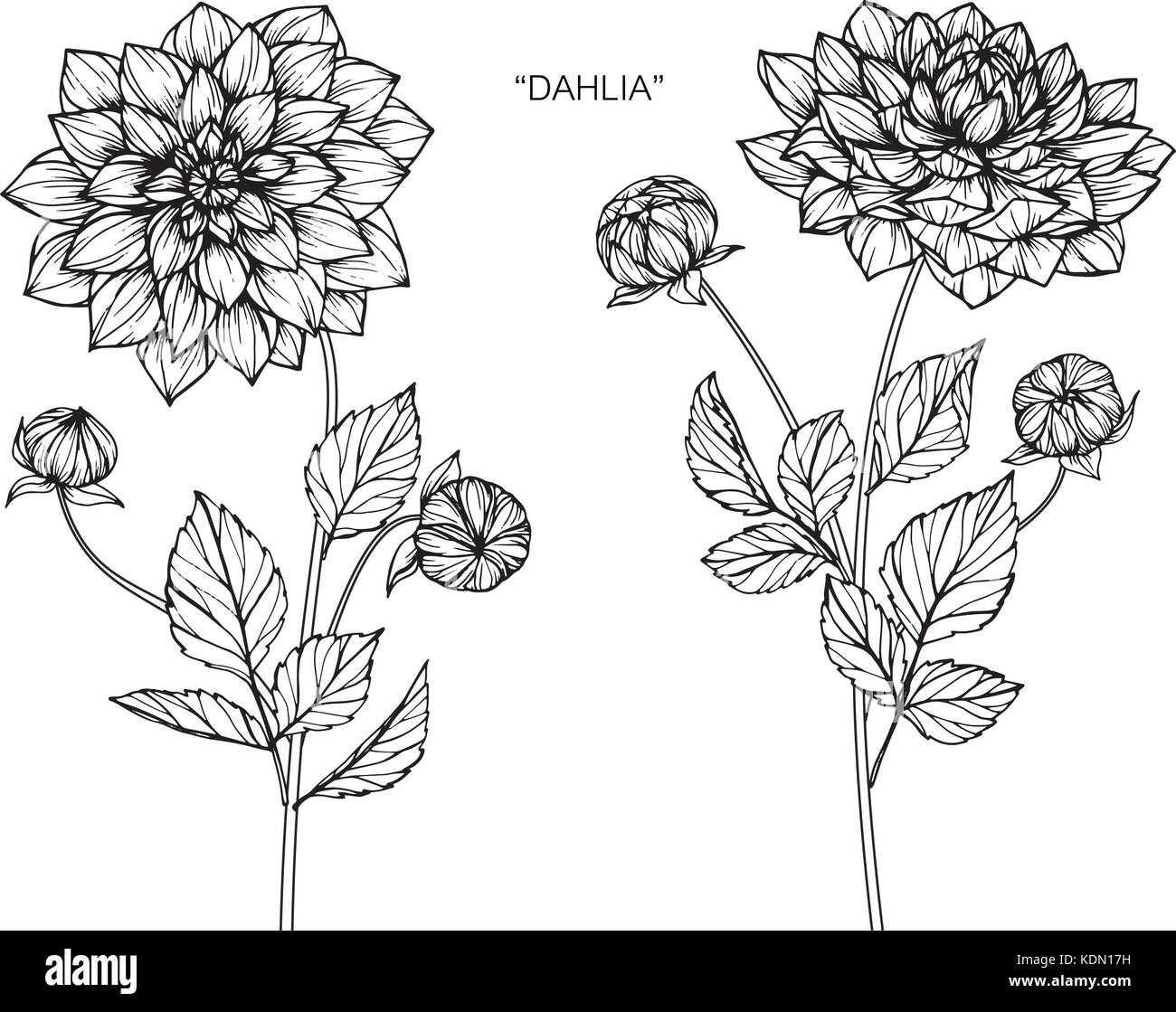 Fiore Dahlia disegno illustrativo. In bianco e nero con la linea tecnica. Illustrazione Vettoriale