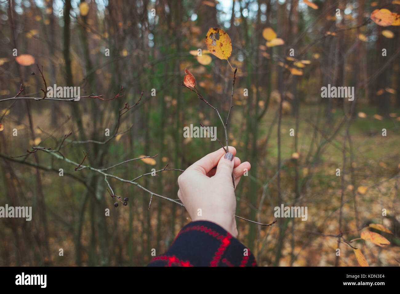 Una ragazza è in possesso di un Giallo autunno foglia nella sua mano contro lo sfondo di un bosco d'autunno. Foto Stock