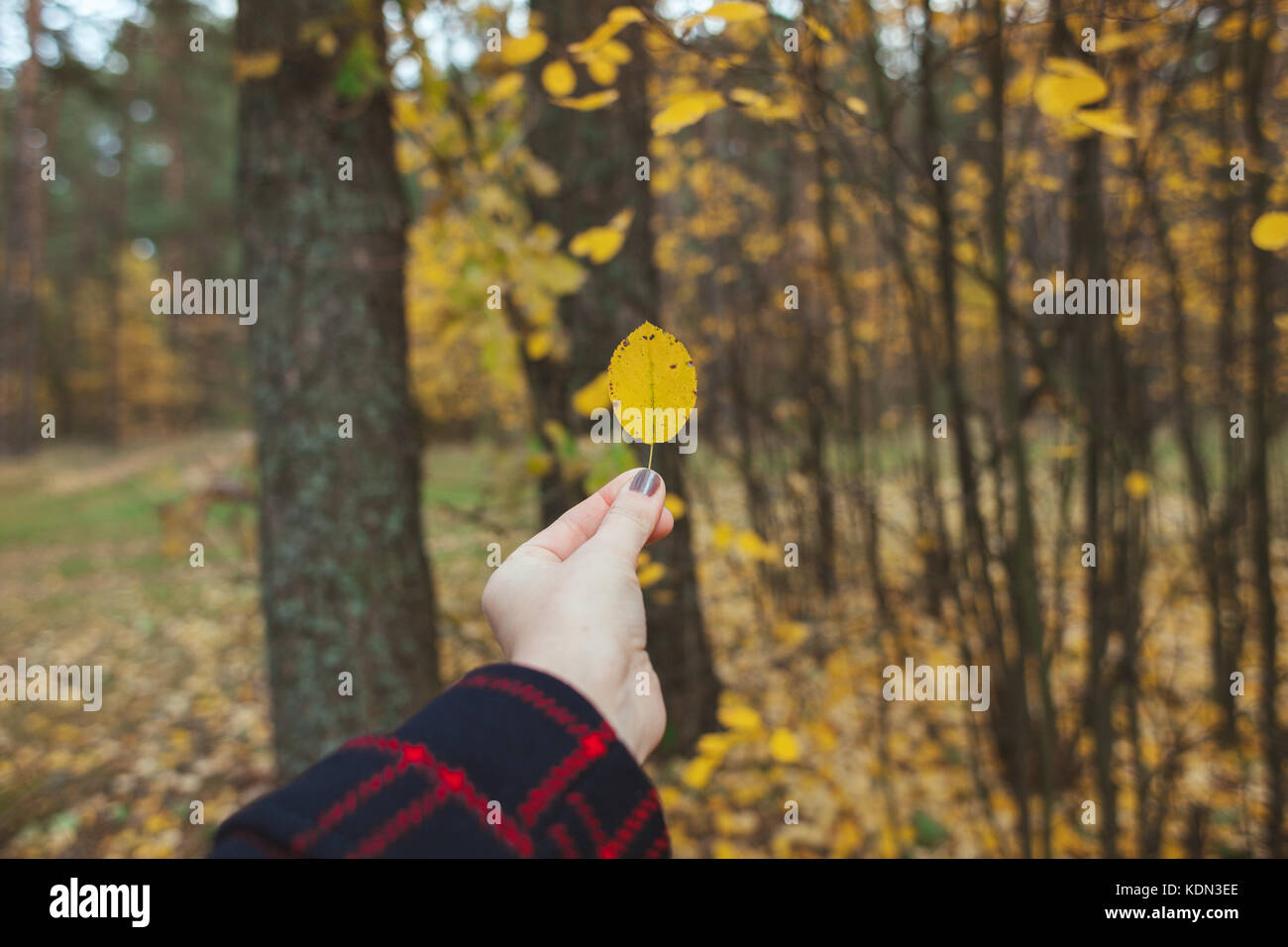Una ragazza è in possesso di un Giallo autunno foglia nella sua mano contro lo sfondo di un bosco d'autunno. Foto Stock
