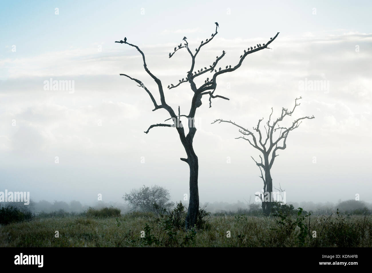 Wattled starling (creatophora cinerea) gregge, arroccato in alberi durante la nebbia di mattina, Kruger National Park, Sud Africa Foto Stock