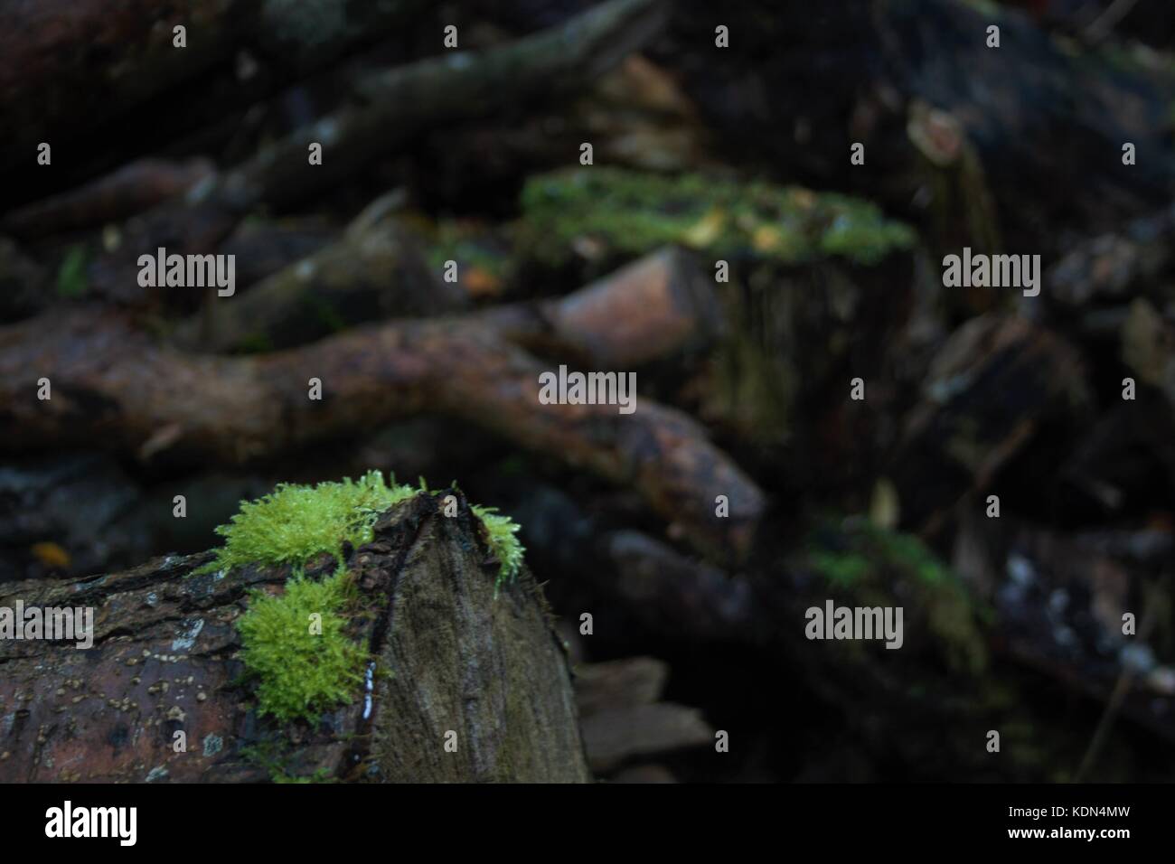 Moss su un log con bastoni dietro di essa al di fuori della messa a fuoco in una fattoria in CO ARMAGH, Irlanda del Nord Foto Stock