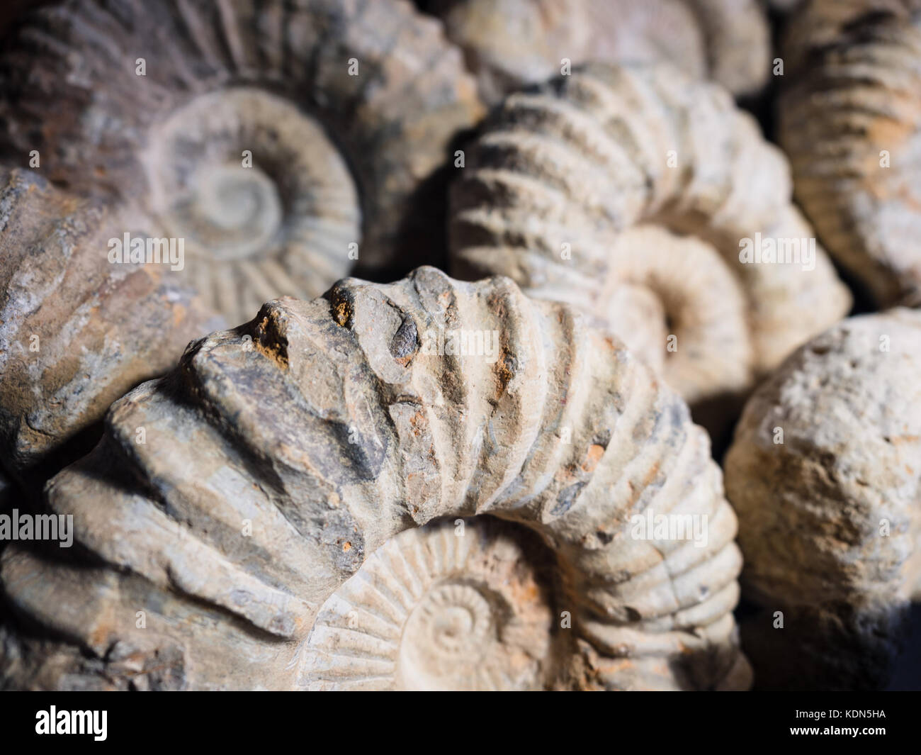 Dettaglio del fossile di un ammonita di milioni di anni fa. Foto Stock