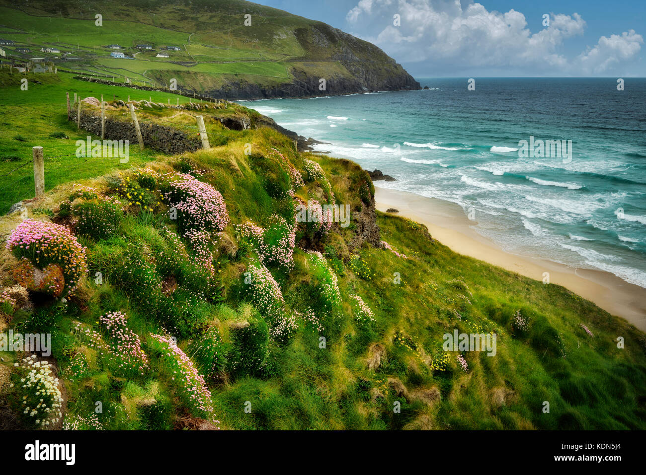 Sea thrift o Sea Pinks o Sea Ivory, fiorente sulla costa al largo di Slea Head Drive. Contea di Kerry, Irlanda Foto Stock