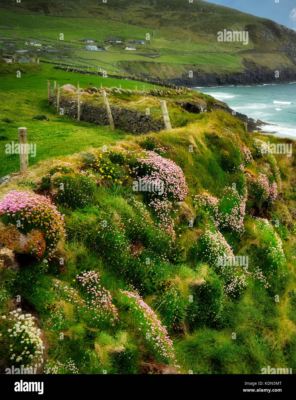 Sea thrift o Sea Pinks o Sea Ivory, fiorente sulla costa al largo di Slea Head Drive. Contea di Kerry, Irlanda Foto Stock