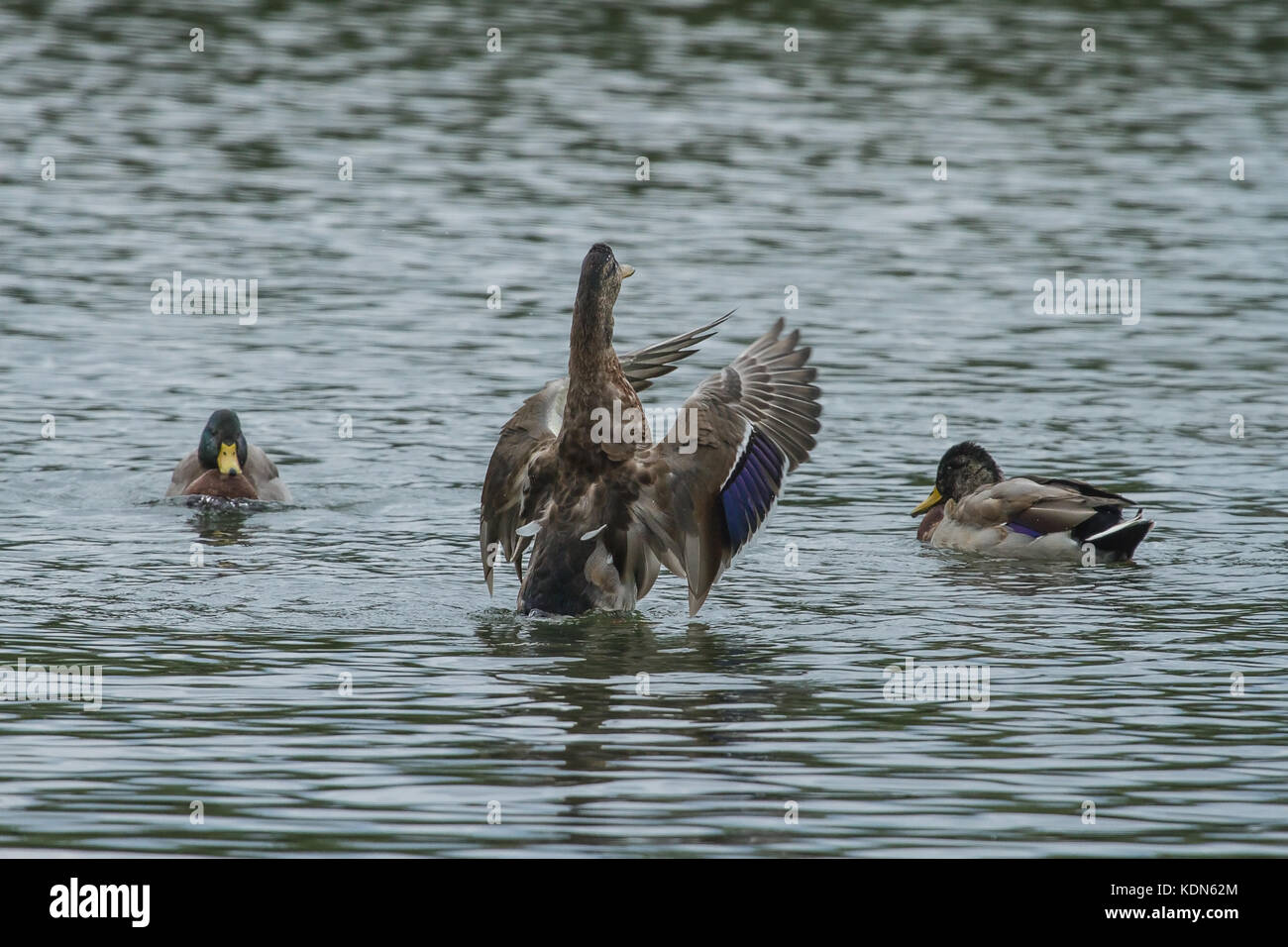 Foto di una femmina di Mallard duck sbattimenti le sue ali Foto Stock