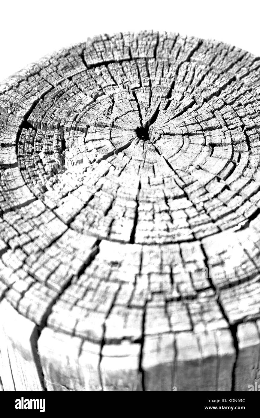 Texture astratta di una superficie albero come grano di sfondo Foto Stock