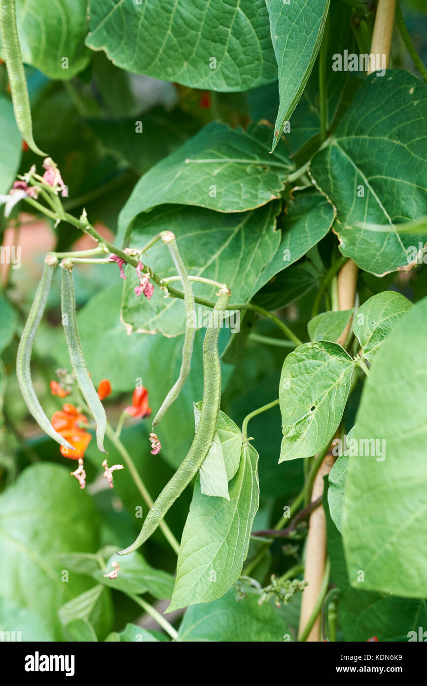 Runner piante di fagiolo, Enorma, con fagioli verdi e fiori rossi crescono canne di bambù in un orto, UK. Foto Stock
