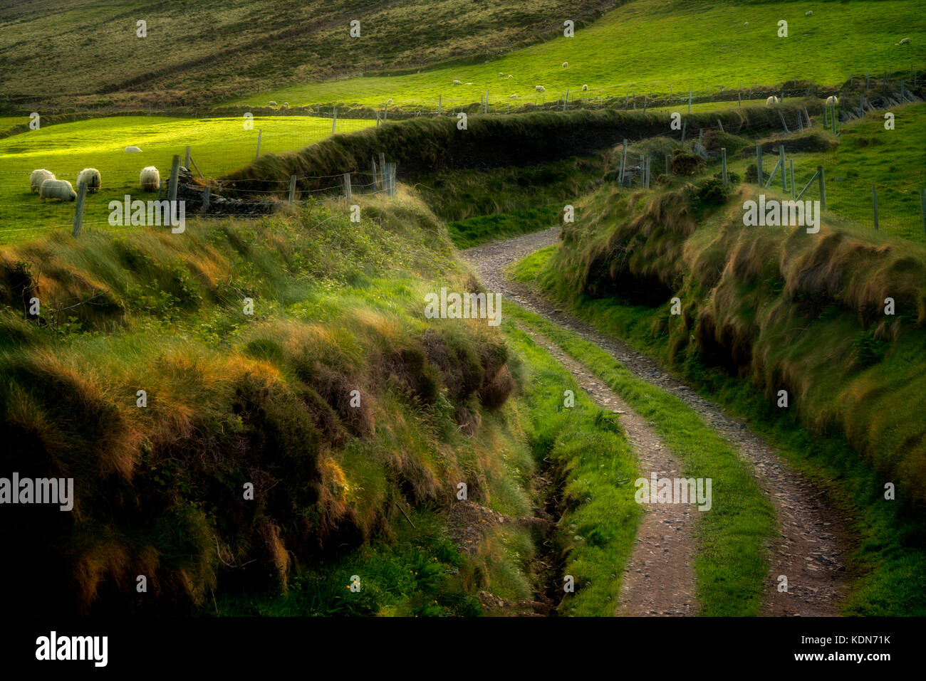 Strada laterale fuori da Slea Head Drive. con le pecore. Contea di Kerry, Irlanda Foto Stock