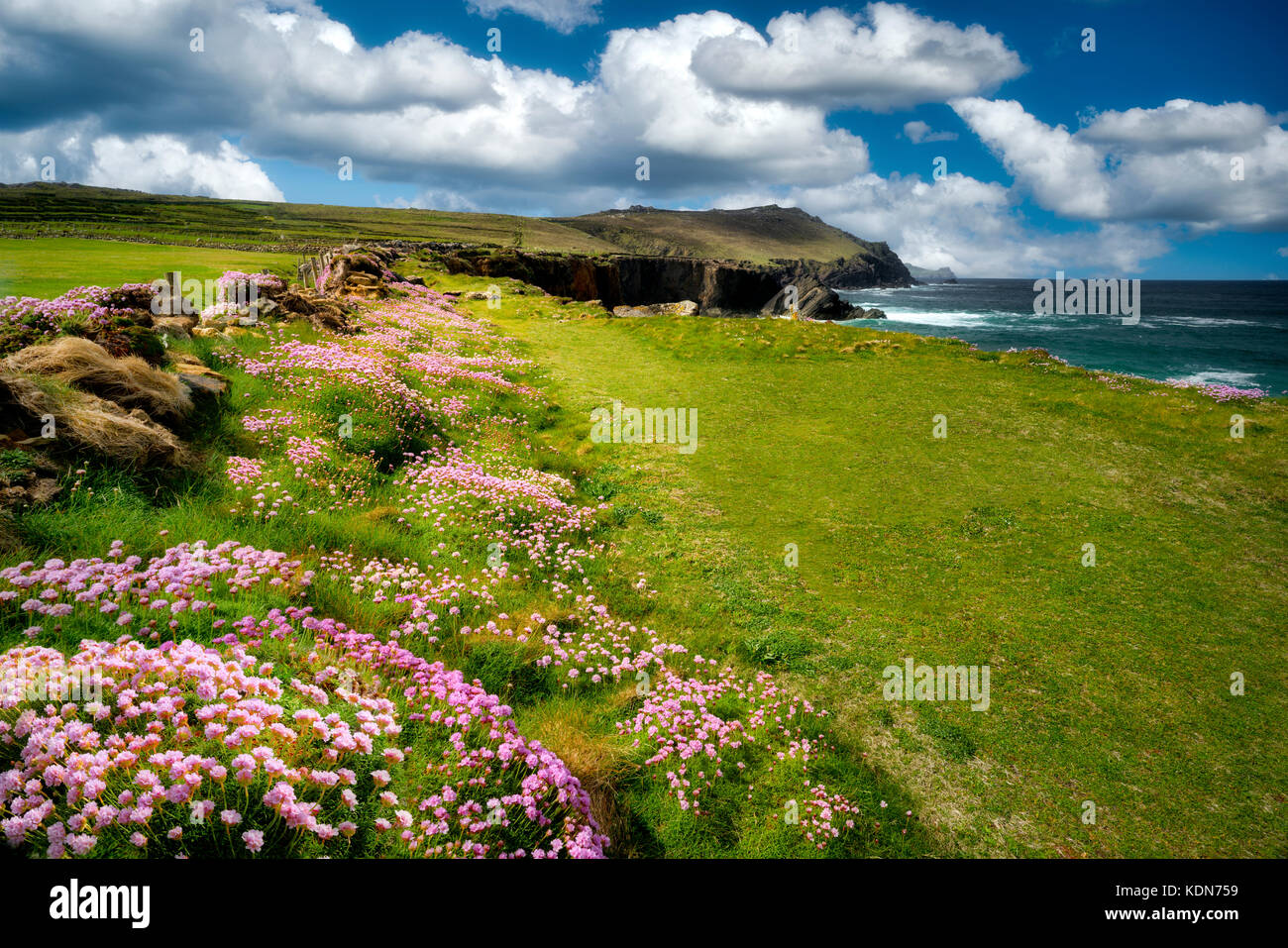 Fiori e costa a Clogher's Head. Contea di Kerry, Irlanda Foto Stock