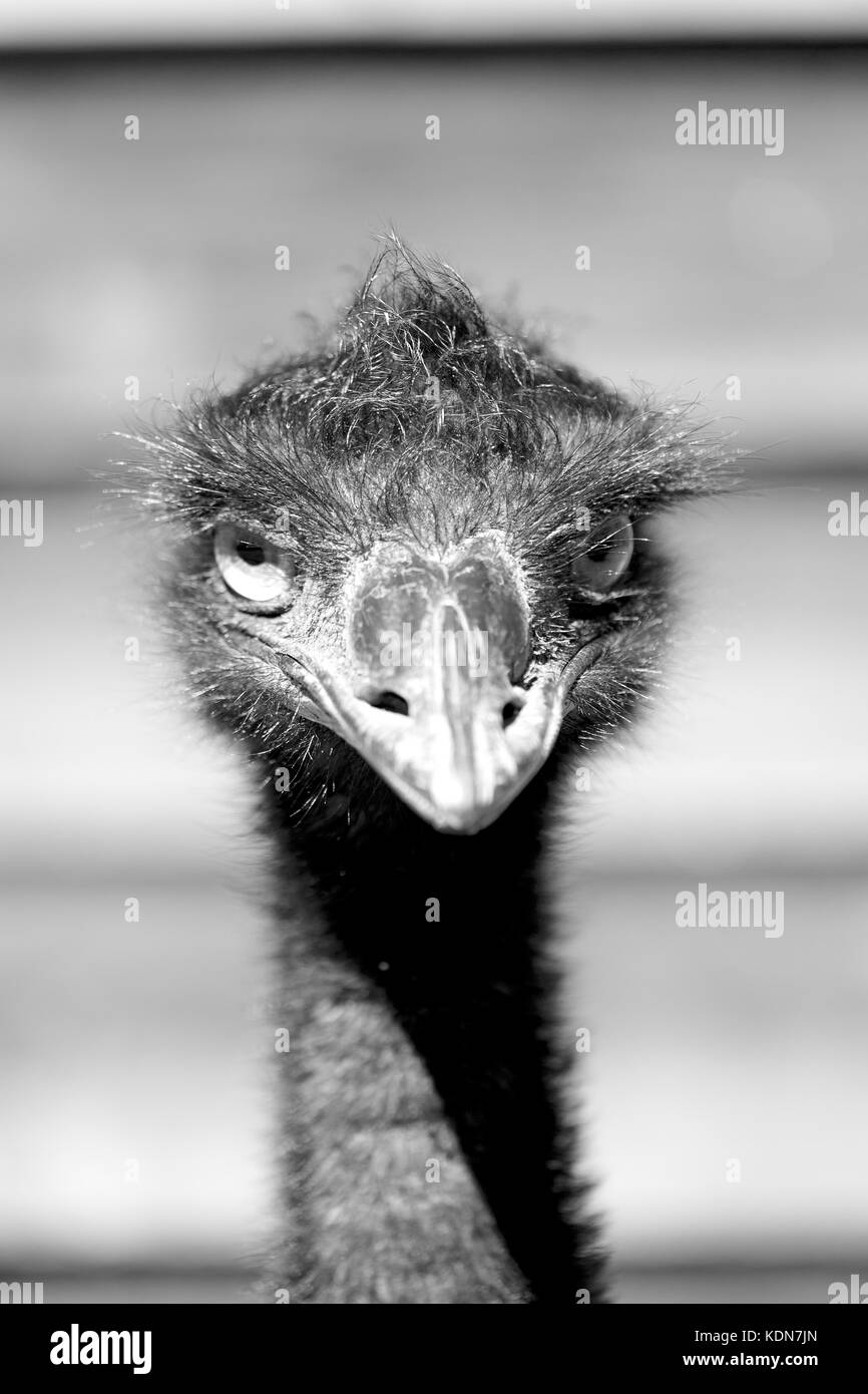 Nel parco di australia la libera uem bird e lo sfondo Foto Stock